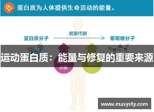 运动蛋白质：能量与修复的重要来源
